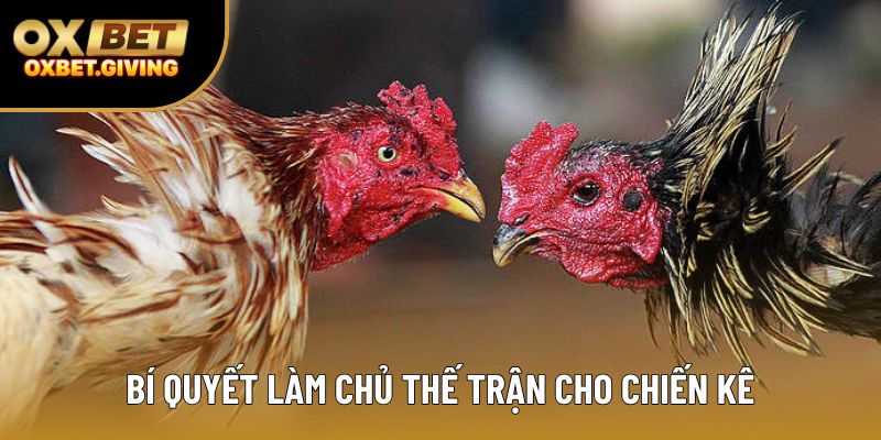 Bí quyết làm chủ thế trận cho chiến kê