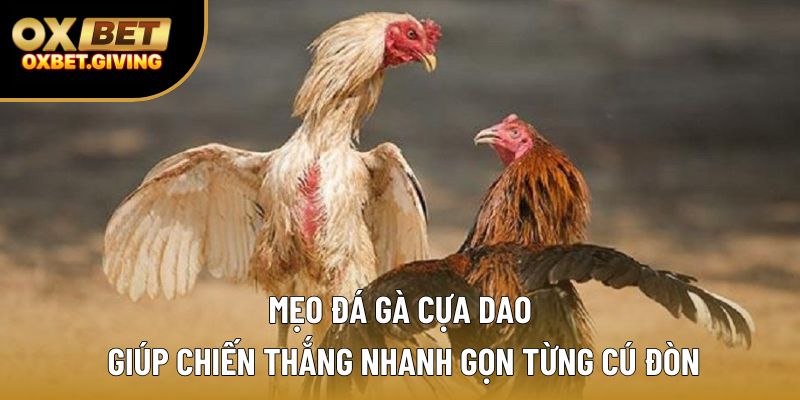Mẹo Đá Gà Cựa Dao Giúp Chiến Thắng Nhanh Gọn Từng Cú Đòn