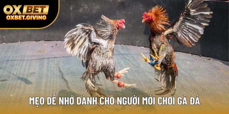 Mẹo dễ nhớ dành cho người mới chơi gà đá