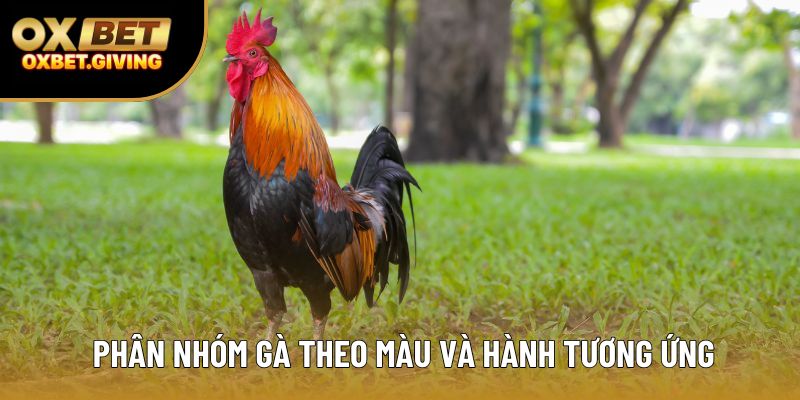Phân nhóm gà theo màu và hành tương ứng