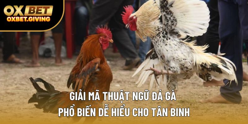 Giải Mã Thuật Ngữ Đá Gà Phổ Biến Dễ Hiểu Cho Tân Binh